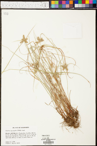 Cyperus aggregatus image