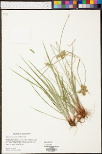 Cyperus aggregatus image