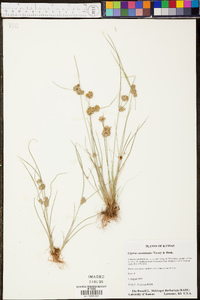 Cyperus acuminatus image