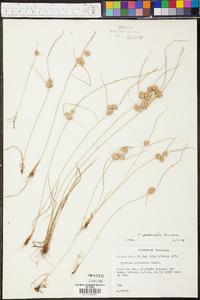 Cyperus squarrosus image