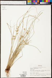 Cyperus acuminatus image