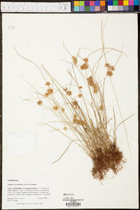 Cyperus acuminatus image