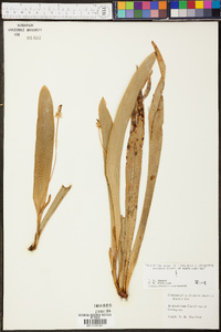 Carex fraseriana image