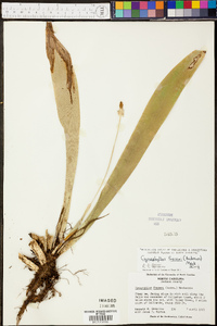 Carex fraseriana image