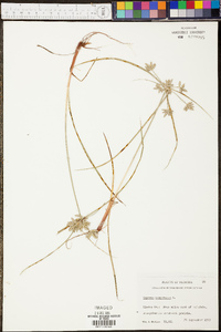 Cyperus compressus image