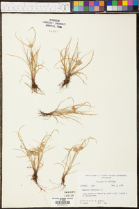 Cyperus compressus image