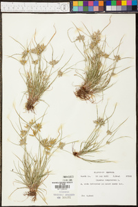 Cyperus compressus image