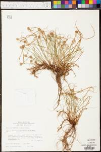 Kyllinga gracillima image