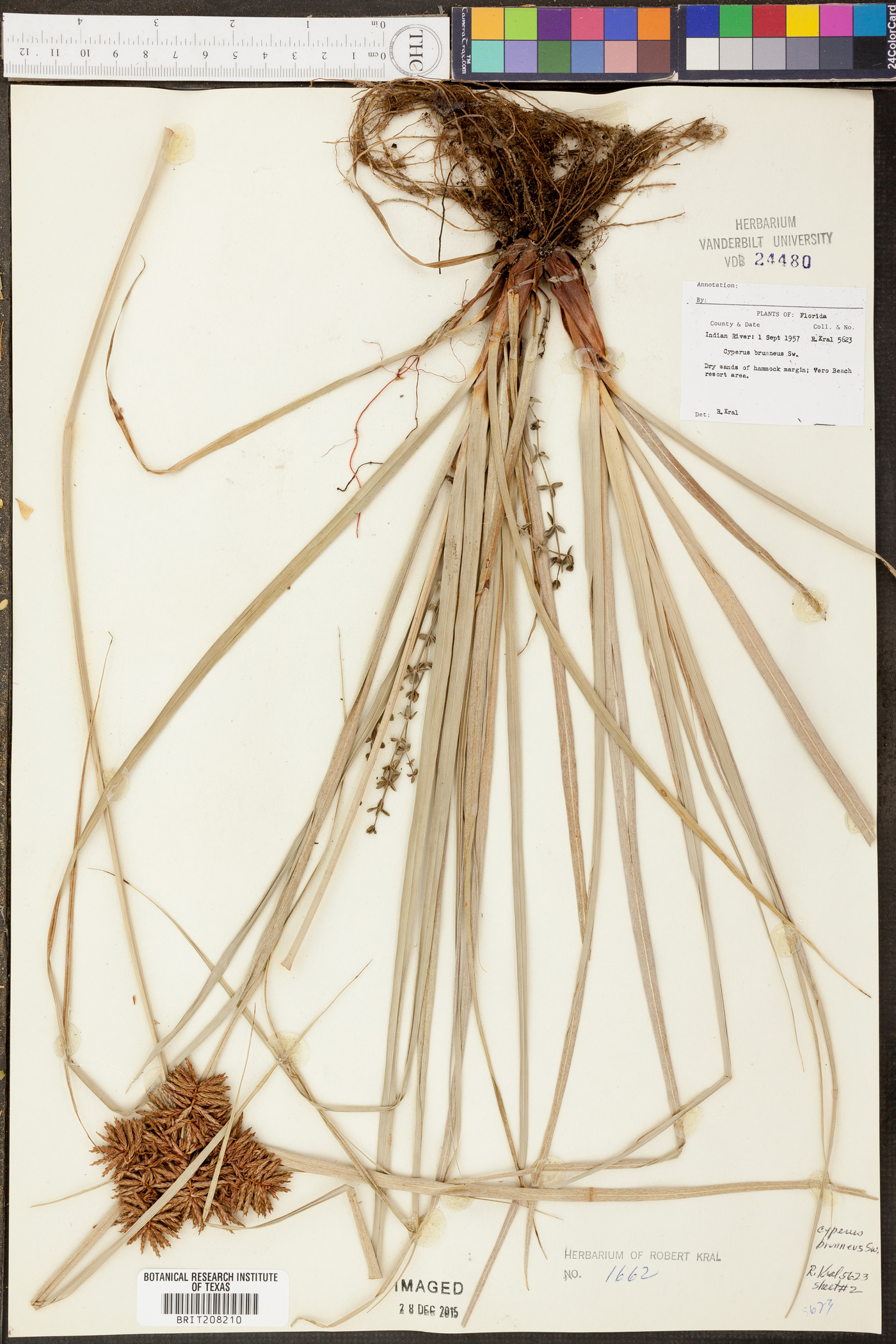 Cyperus brunneus image