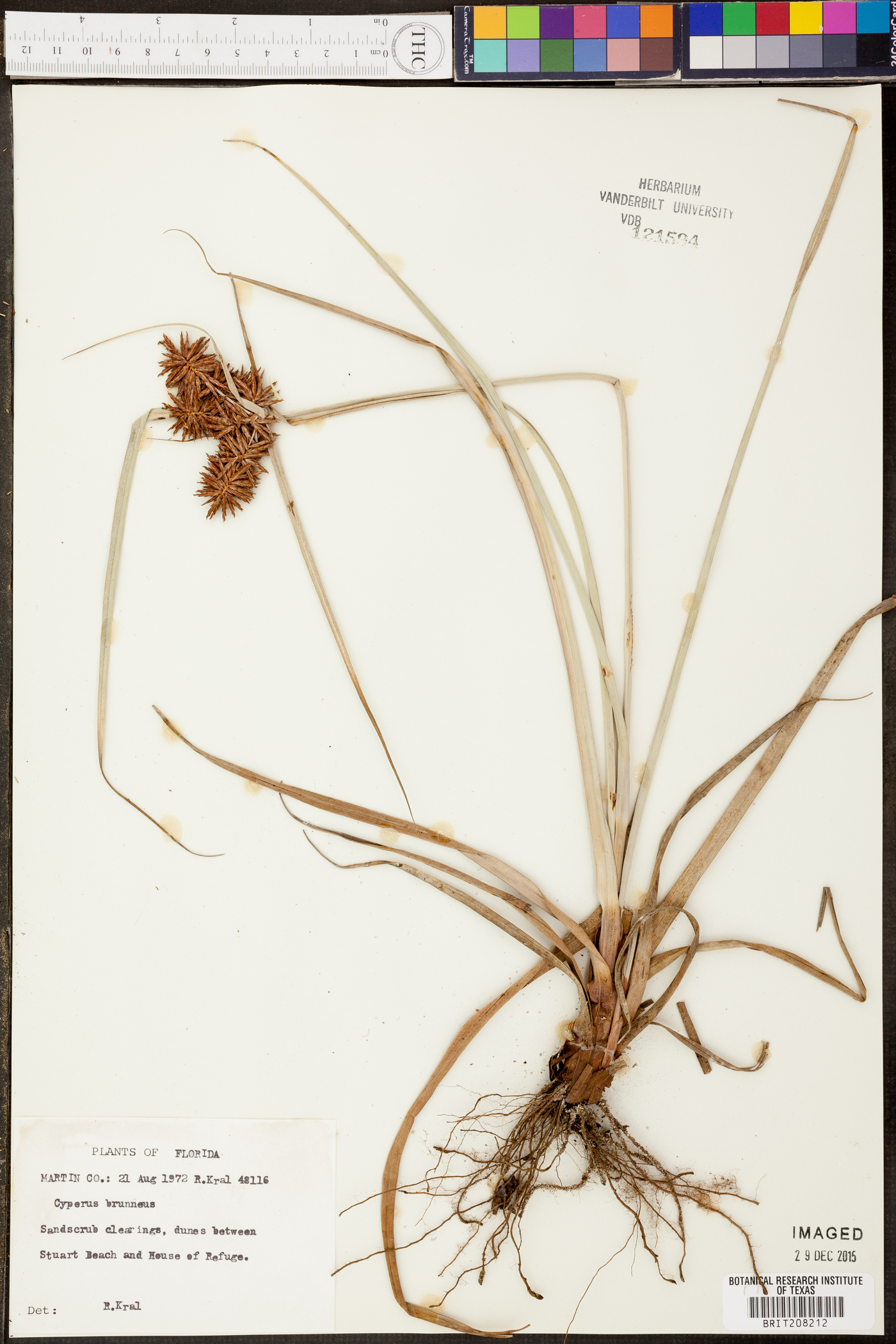 Cyperus brunneus image