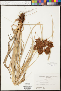 Cyperus brunneus image