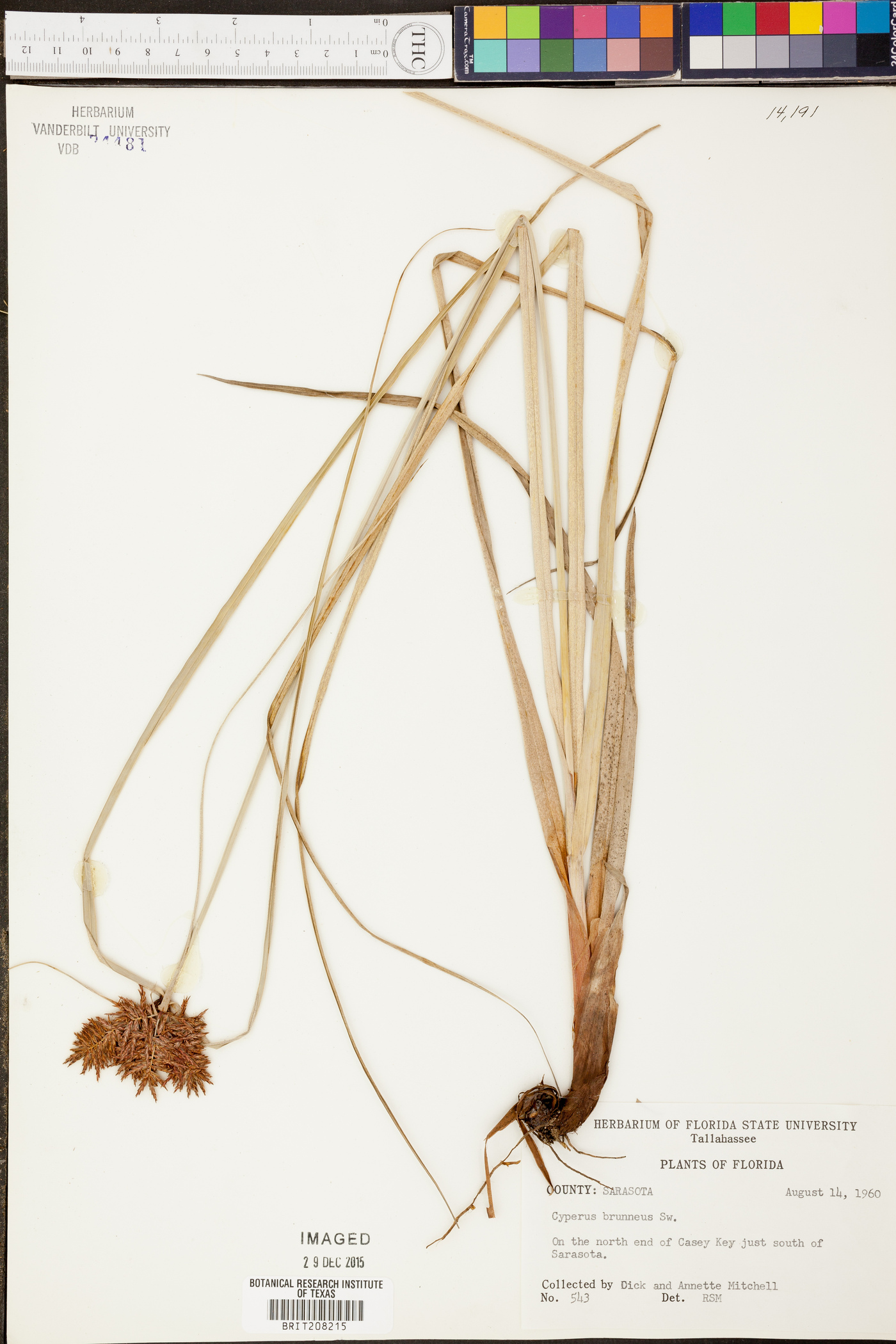 Cyperus brunneus image