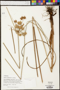 Cyperus cephalanthus image