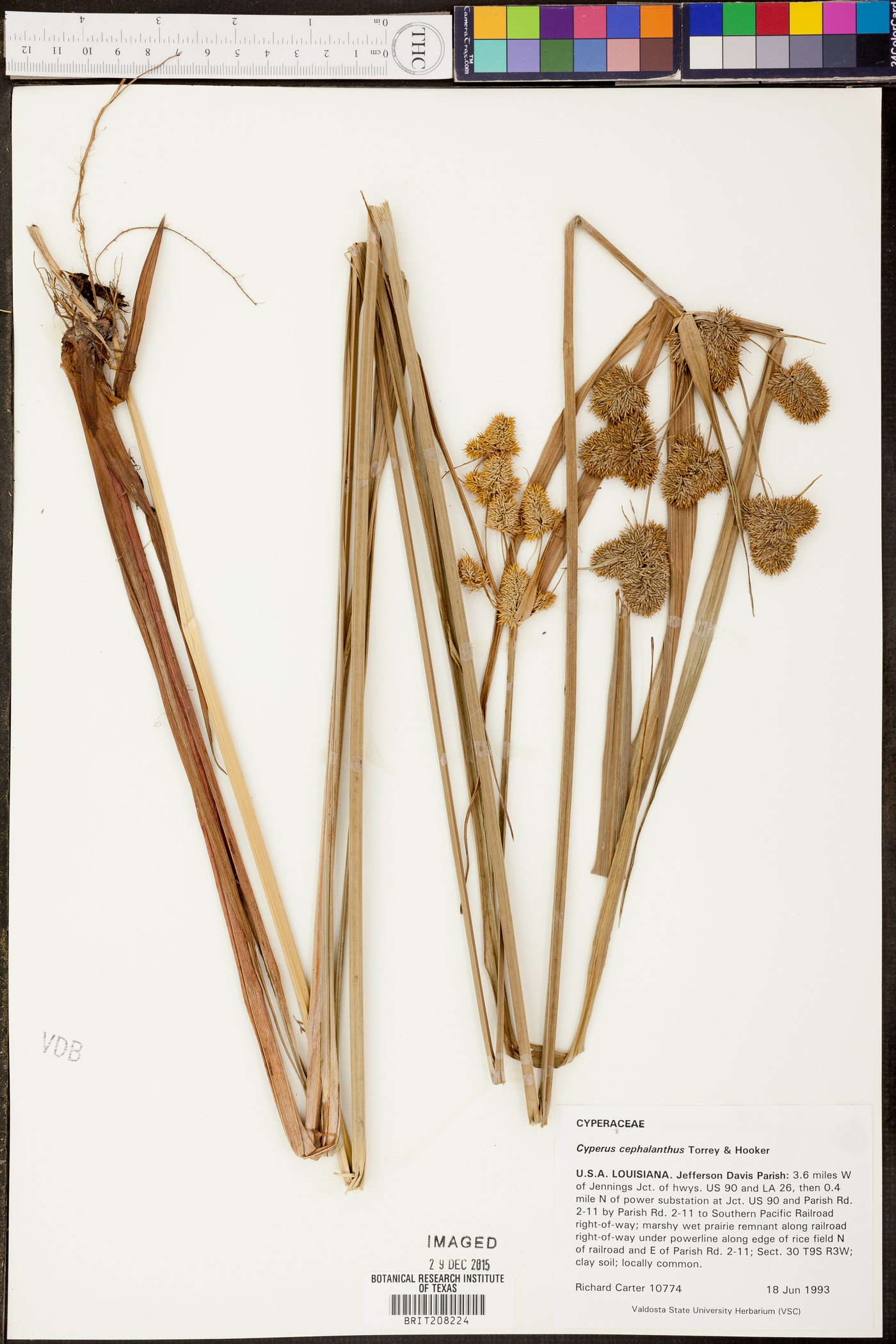 Cyperus cephalanthus image