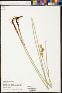 Cyperus articulatus image