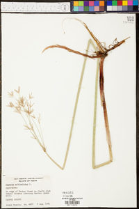 Cyperus articulatus image