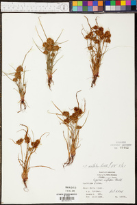 Cyperus squarrosus image