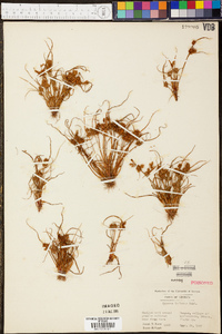 Cyperus squarrosus image