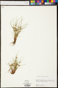 Cyperus squarrosus image