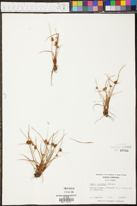 Cyperus squarrosus image