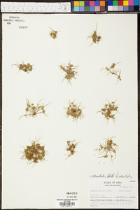 Cyperus squarrosus image