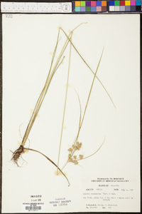 Cyperus acuminatus image