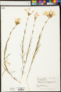 Phlox floridana image