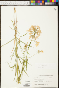 Phlox glaberrima image