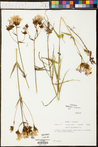 Phlox glaberrima image