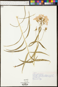 Phlox glaberrima image