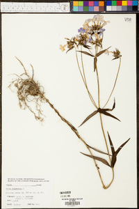 Phlox glaberrima image