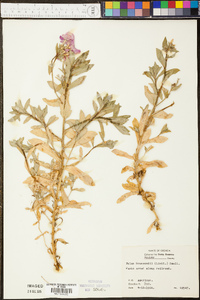 Phlox drummondii image