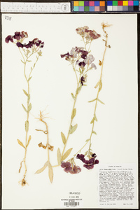 Phlox drummondii image