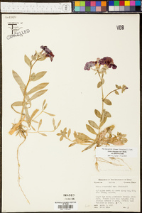 Phlox drummondii image