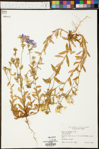 Phlox drummondii image