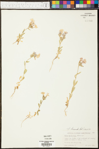 Phlox drummondii image