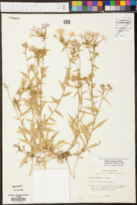 Phlox drummondii var. tharpii image