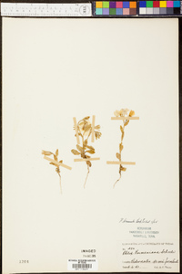 Phlox drummondii image