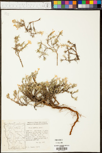 Phlox diffusa image