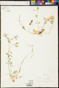 Phlox stolonifera image