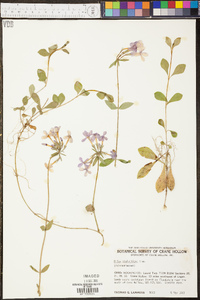 Phlox stolonifera image