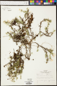 Phlox subulata var. australis image