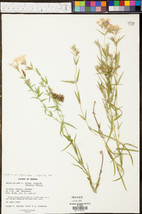 Phlox pilosa subsp. fulgida image