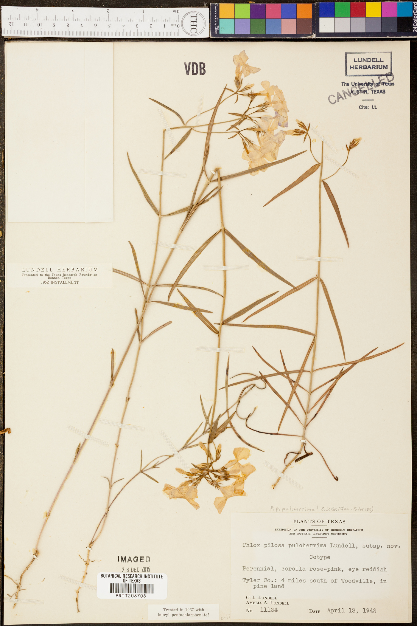 Phlox pilosa subsp. pulcherrima image