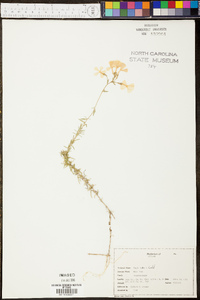 Phlox nivalis image