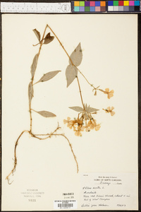 Phlox ovata image