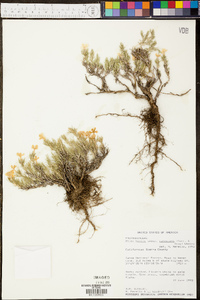 Phlox hoodii image