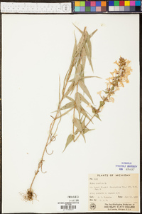 Phlox maculata image