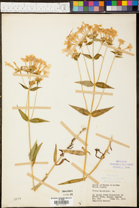 Phlox maculata image