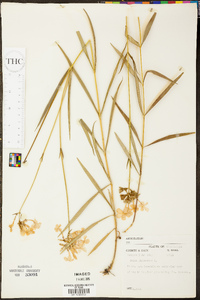 Phlox glaberrima image